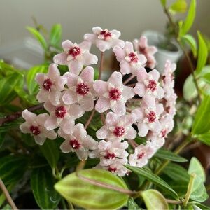 Meet your Posher, Lindsay